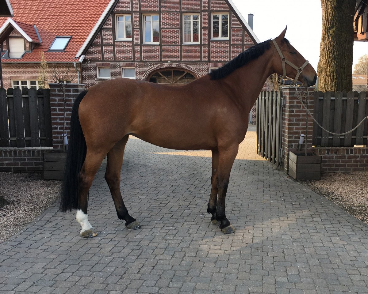 broodmare Ziroccoletta Royal (KWPN (Royal Dutch Sporthorse), 2009, from Zirocco Blue)