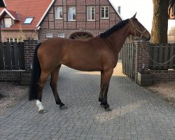 broodmare Ziroccoletta Royal (KWPN (Royal Dutch Sporthorse), 2009, from Zirocco Blue)