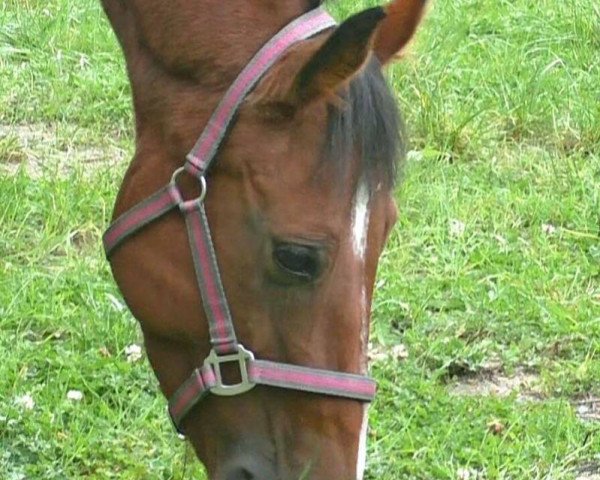Zuchtstute Daypris (Tschechisches Warmblut, 2010, von Drosselklang II)