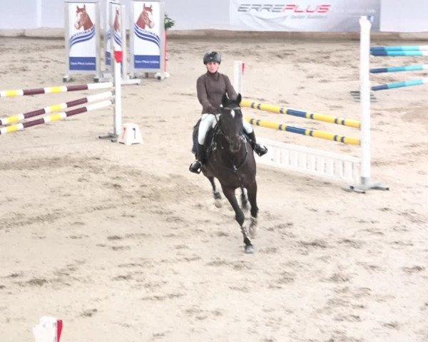 Reitturnier Wil 2018