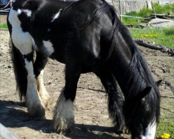 Pferd Chinook (Tinker / Irish Cob / Gypsy Vanner, 2010, von Aspercial) Pferd Chinook (Tinker / Irish Cob / Gypsy Vanner, 2010, von Aspercial)