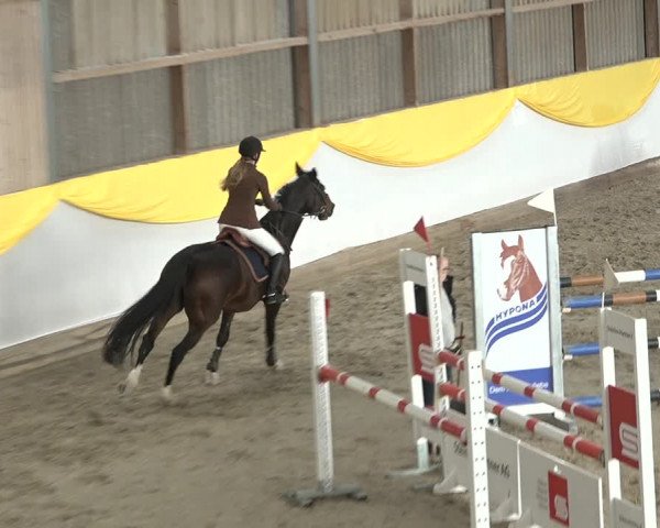 Reitturnier Wil 2018