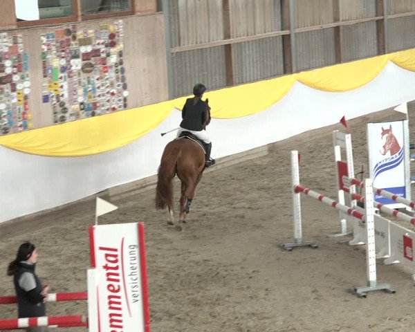 Reitturnier Wil 2018