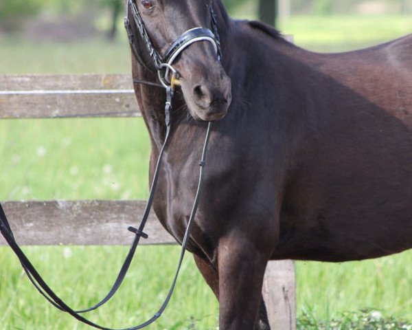 broodmare Happy Kaiserin (German Riding Pony, 1996, from Kaiser Konrad)