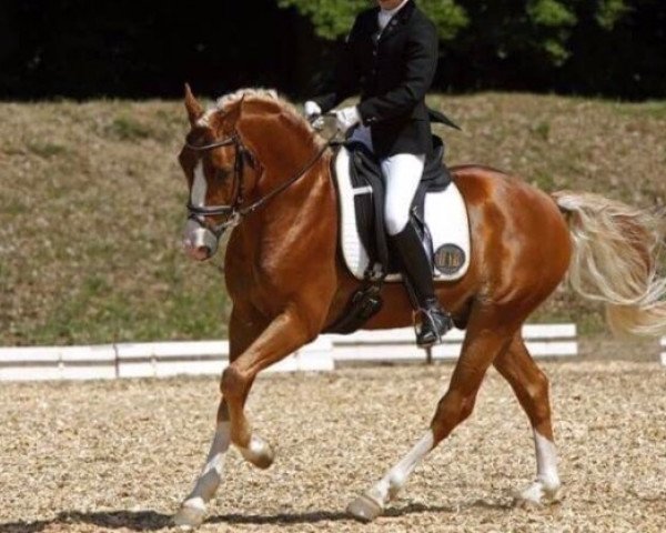 horse De Vito (German Riding Pony, 2004, from Donnerwetter)