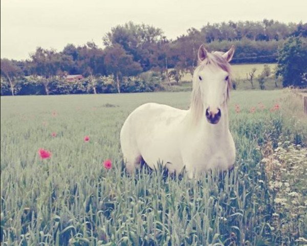 Springpferd Cornelie 2 (Holländisches Reitpony, 2011)