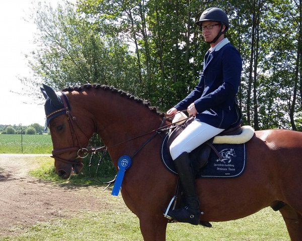 jumper Churchill-M (Westphalian, 2012, from DSP Con Spirit)