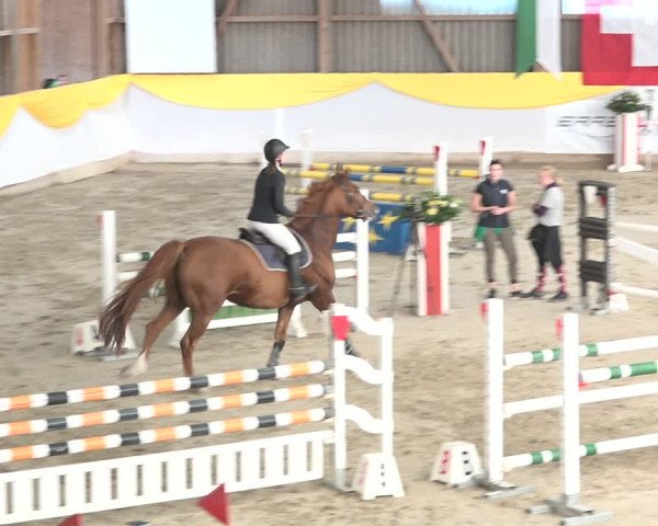 Reitturnier Wil 2018