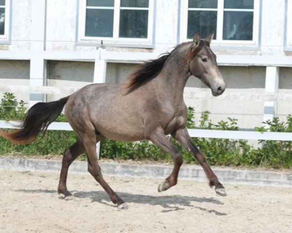 Pferd Viento (Pura Raza Espanola (PRE), 2015, von Peladilla IV) Pferd Viento (Pura Raza Espanola (PRE), 2015, von Peladilla IV)