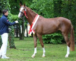 Zuchtstute Pearl (Österreichisches Warmblut, 2010, von Limoncello I)