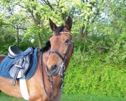 jumper Adeva 2 (Little German Riding Horse, 1994, from Nightfire)