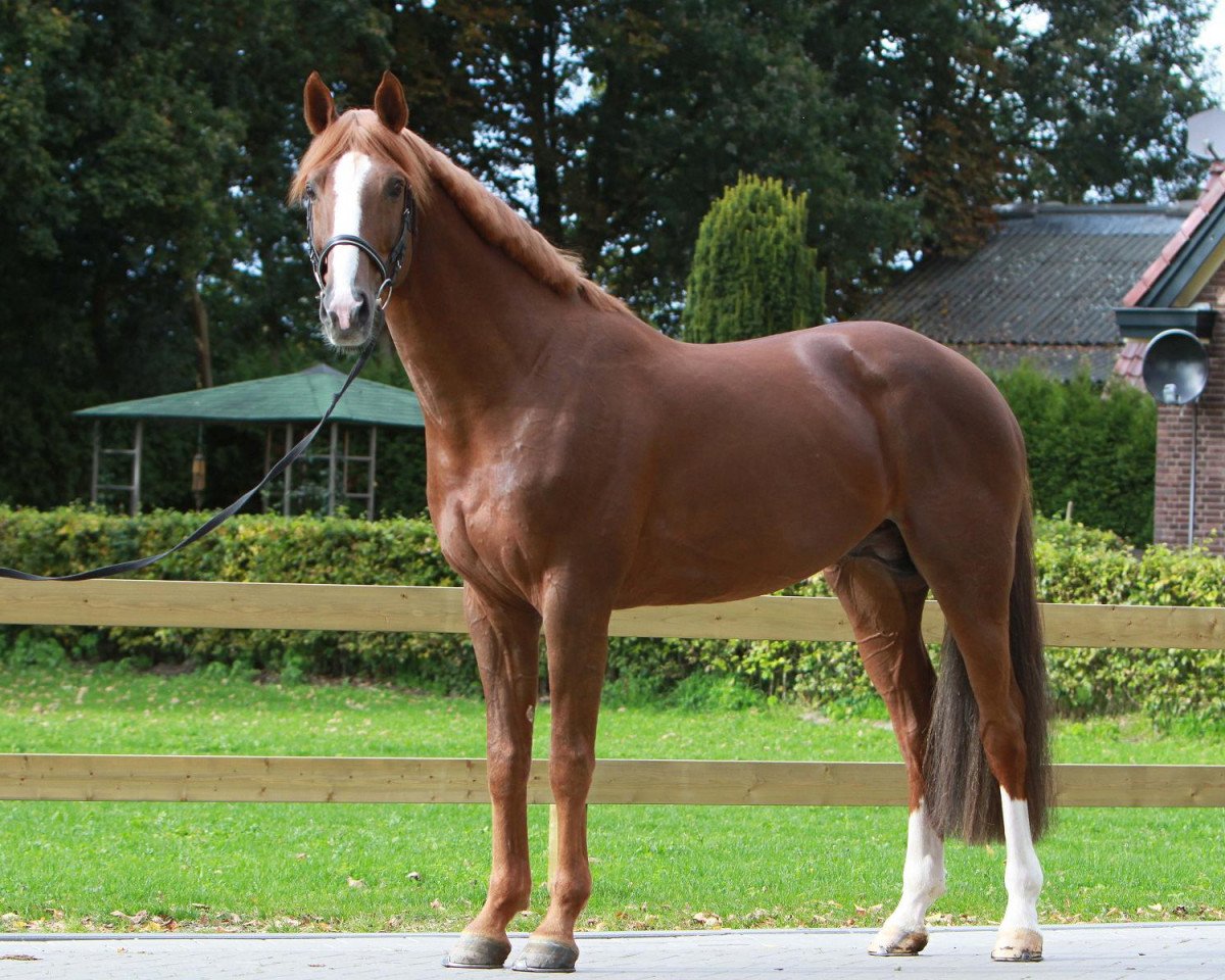Deckhengst Wilfred (KWPN (Niederländisches Warmblut), 2003, von Guidam)