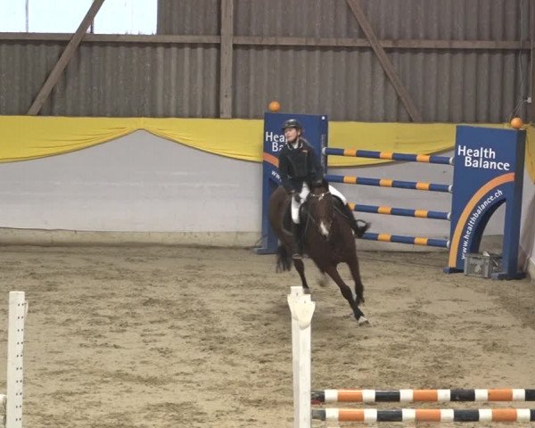 Reitturnier Wil 2018