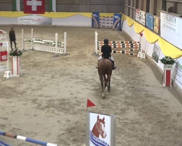 Reitturnier Wil 2018