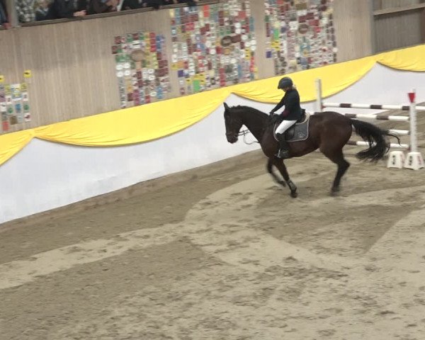 Reitturnier Wil 2018