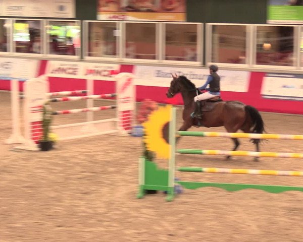 Salzkottener Pferdefestival 2018