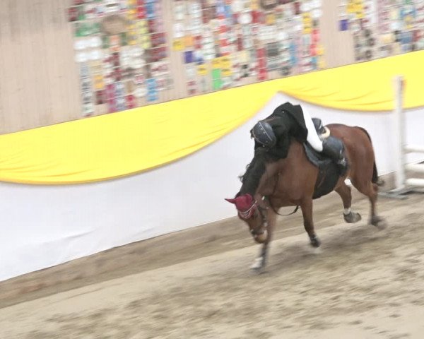 Reitturnier Wil 2018