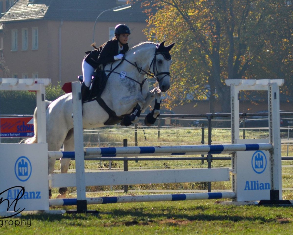 Springpferd Corenthino (Holsteiner, 2008, von Cassini II)