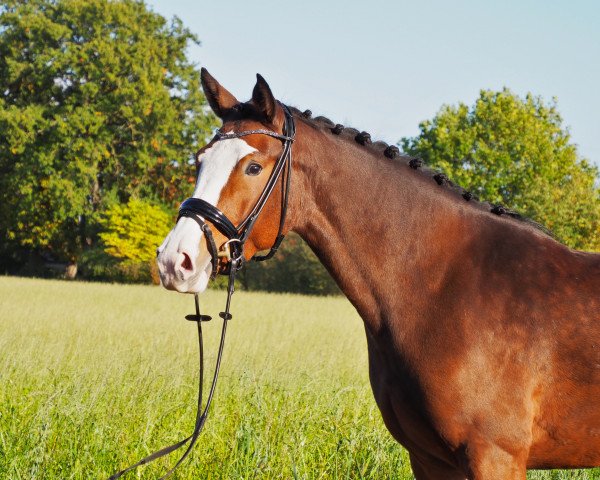 horse Carla MK (Oldenburg, 2018, from Carleyle)