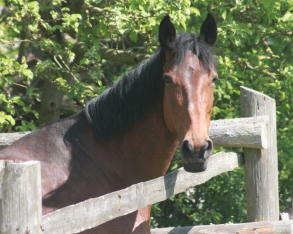 horse Silly (Hanoverian, 2009, from Stenograph)