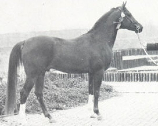 stallion Hoekhorst Shiraz (Arabian purebred, 1972, from Rissaz ox)