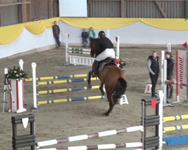 Reitturnier Wil 2018