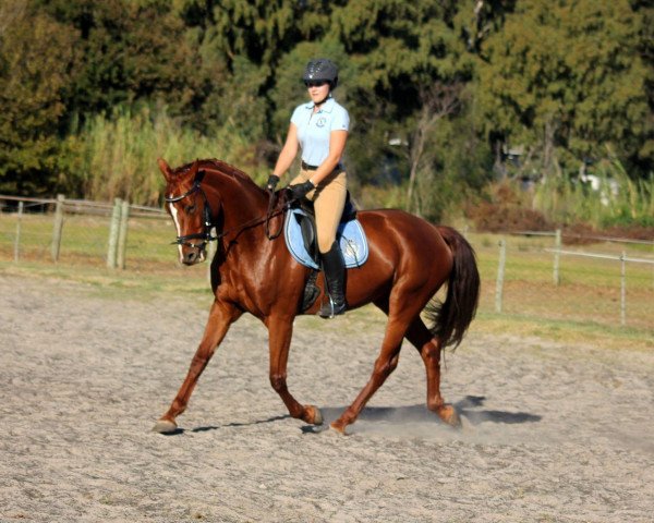 broodmare Neuland Moulin Rouge (South African Warmblood, 2010, from Rosario 37)