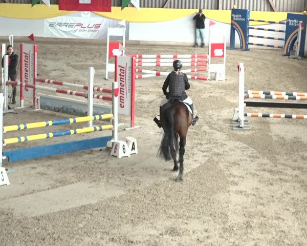 Reitturnier Wil 2018