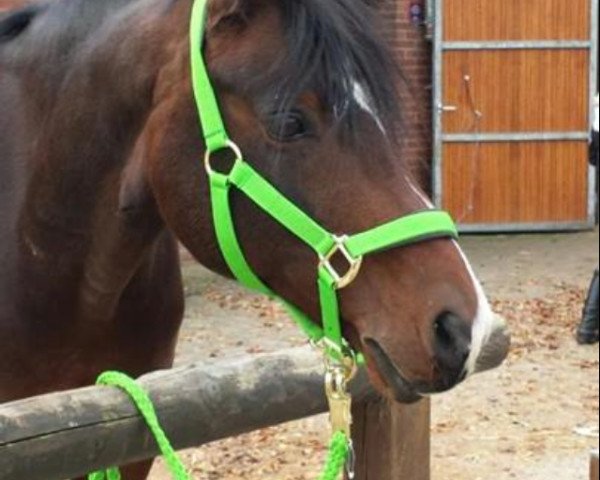 jumper Hilton Royal (German Riding Pony, 2004, from Crown Hartbreaker)