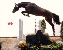 Springpferd Sol Campbell (Österreichisches Warmblut, 2007, von Solist)
