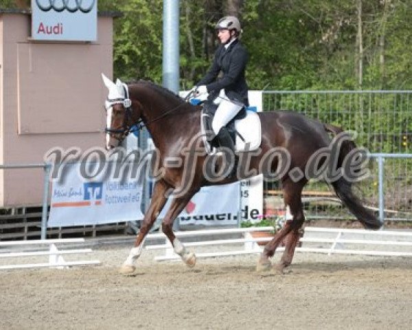 dressage horse Deutschland 3 (Württemberger, 2008, from Don Diamond) dressage horse Deutschland 3 (Württemberger, 2008, from Don Diamond)
