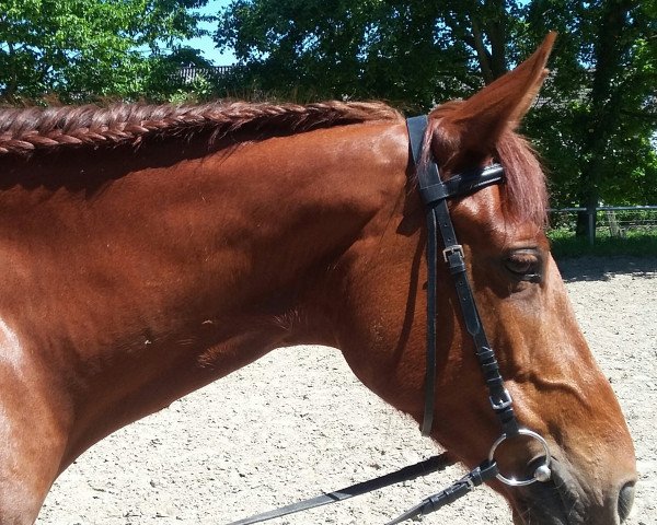 horse Go to win Girl (Little German Riding Horse, 2009, from Gentleman)
