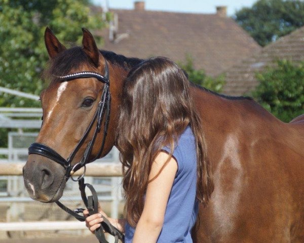 dressage horse Ronaldinho 29 (Finnish Warmblood, 2006, from Riant 116 FIN)