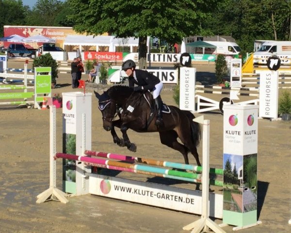broodmare Cortina 240 (Holsteiner, 2012, from Crusander)