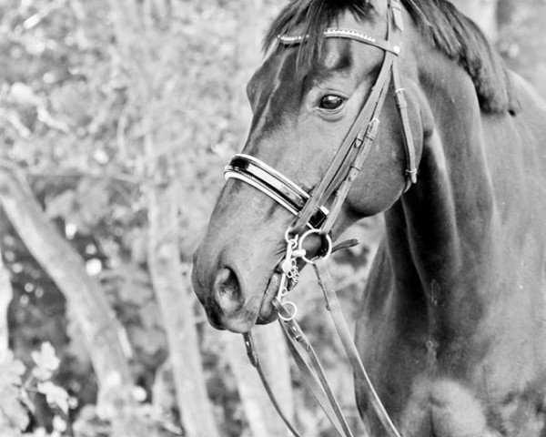 dressage horse Spirit of Ecstasy (Hanoverian, 2007, from Samarant)