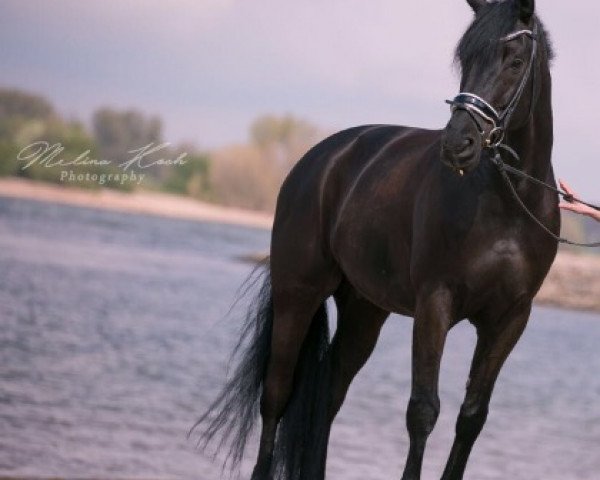 dressage horse Märchenheld (Westphalian, 2008, from Münchhausen)