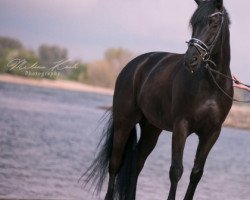 dressage horse Märchenheld (Westphalian, 2008, from Münchhausen)