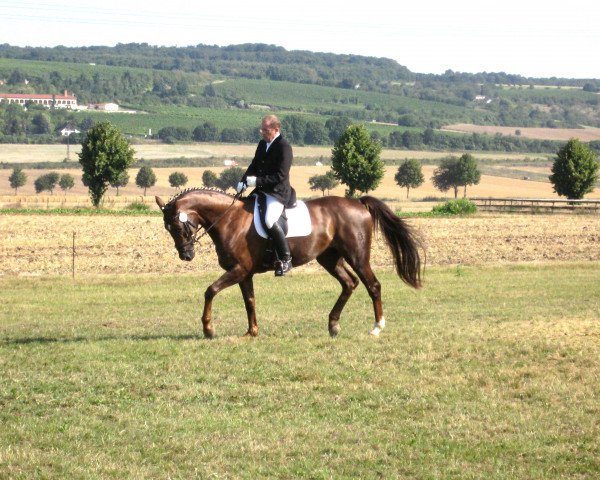 Pferd Remarque (Deutsches Sportpferd, 2004, von Roman Lifestyle W)