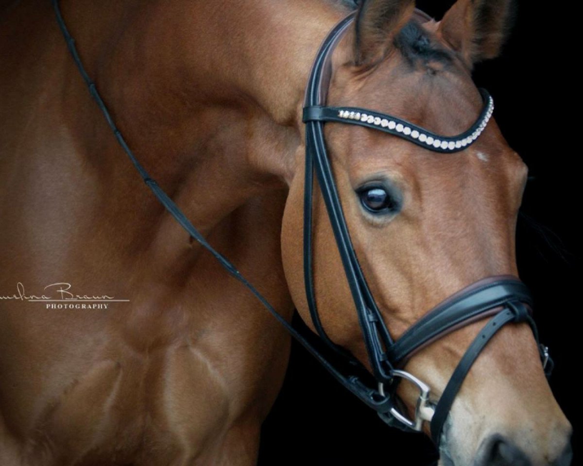 jumper Ruby Lady H (German Warmblood, 2009, from Ribery)