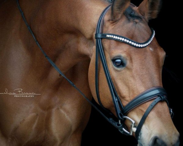 jumper Ruby Lady H (German Warmblood, 2009, from Ribery)