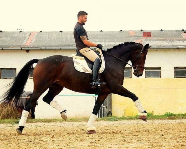 broodmare Charmé (Hanoverian, 2008, from Workington)