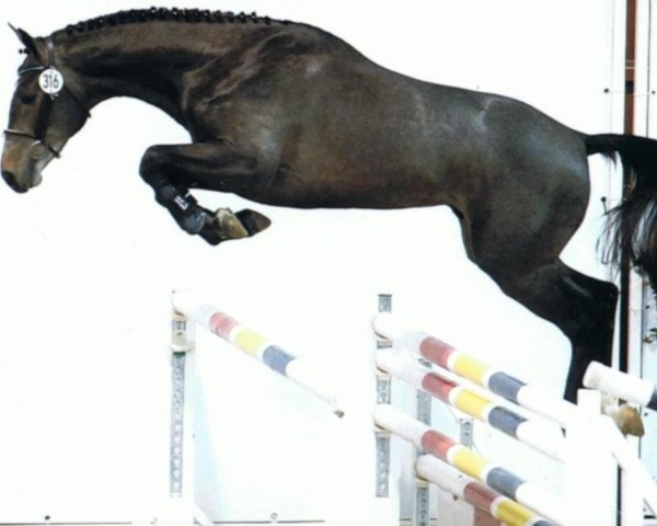 horse Icarus van Oudenhove (Belgian Warmblood, 2014, from Adorado)