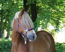 dressage horse Rambo 400 (unknown, 2001)