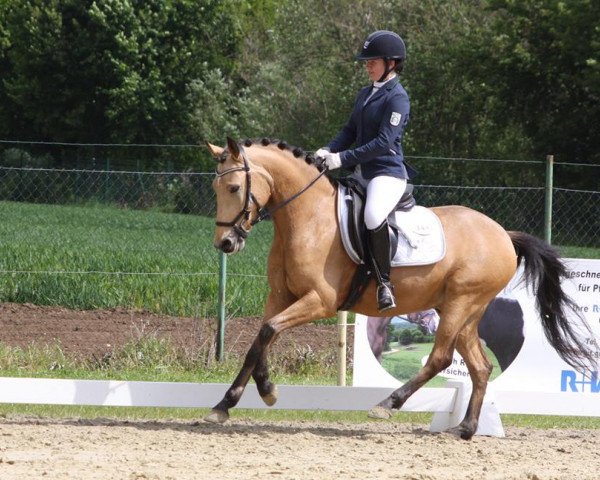 Dressurpferd Der Kleine Jupp LG (Deutsches Reitpony, 2012, von Dimension AT NRW)