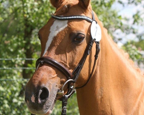 broodmare Djamila J (German Riding Pony, 2001, from Dornik B)