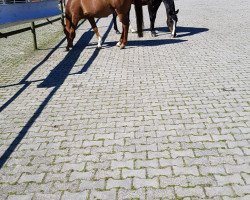broodmare Maja M (Hanoverian, 2001, from Metternich)