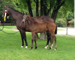 Pferd Special Day RD (Oldenburger Springpferd, 2016, von Special Effect)