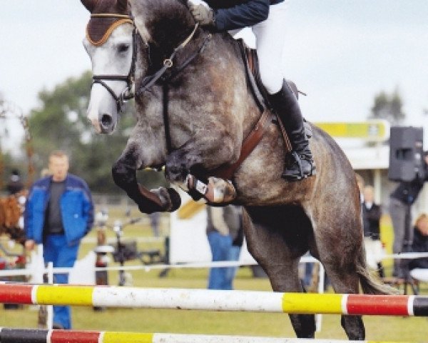 jumper Chairmann (Oldenburg show jumper, 2006, from Cafe au lait 2)