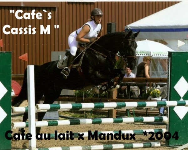 Springpferd Cafe's Cassis M (Oldenburger Springpferd, 2004, von Cafe au lait 2)