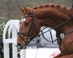 jumper Vincento 10 (Hanoverian, 2012, from Valentino)